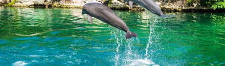 Eco Parks & Tours
