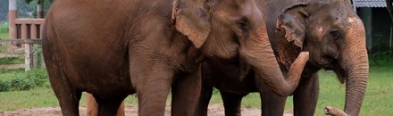 Elephant Nature Park