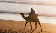 Camel Rides