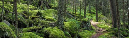 Great Smoky Mountains National Park