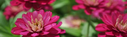J.C. Raulston Arboretum at North Carolina State University