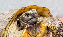The Tortoise Village