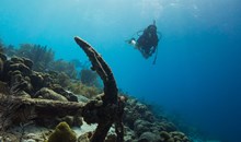 Scuba Diving