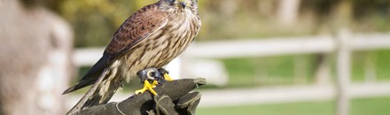 Falconcrest Roofvogel Park