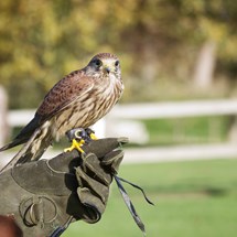 Falconcrest Roofvogel Park