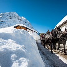 Horse drawn sleigh rides