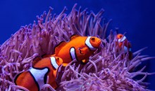 Florida Aquarium
