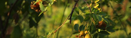 Jardin des Plantes
