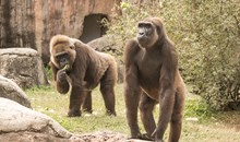 Audubon Zoo