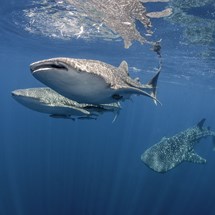 Swim with Whale Sharks