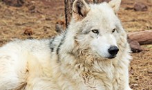Bearizona Wildlife Park