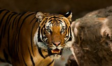 Biblical Zoo & Tisch Zoological Gardens