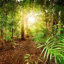 Tamborine Mountain