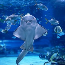 Coex Aquarium