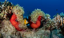 Diving