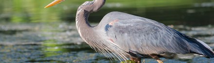 Blue Heron River Tours