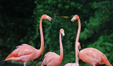 Pekelmeer Flamingo Sanctuary