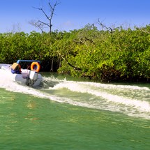 Speedboat Mangrove Tours