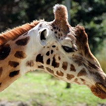 Wellington Zoo