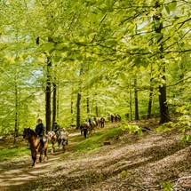 Horse Riding