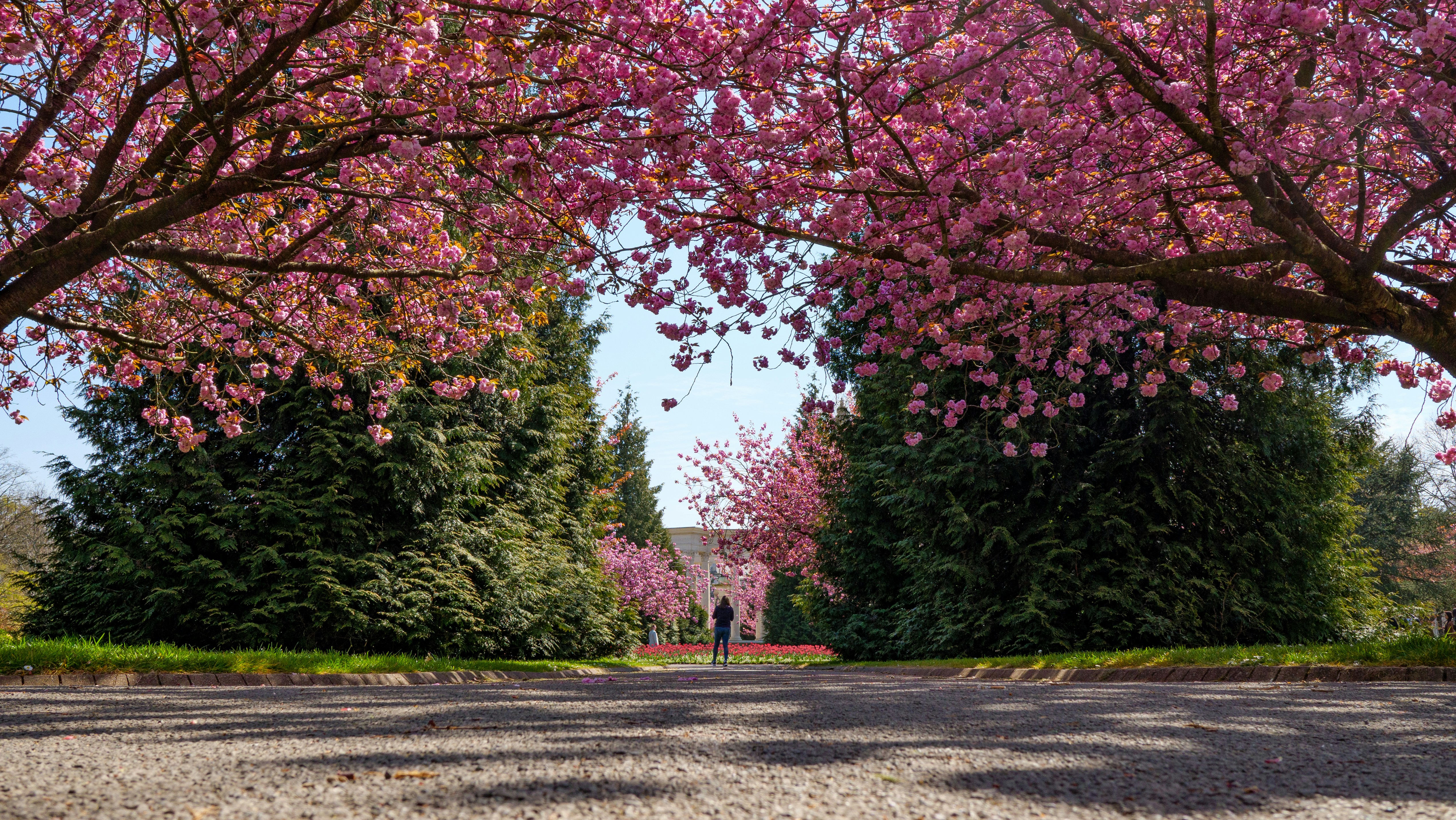 Pink cherry blossoms in Alexandra Gardens, Cathays Park, Cardiff
