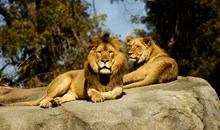 Higashiyama Zoo and Botanical Gardens