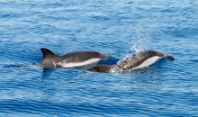 Captain Dave's Dolphin & Whale Watching Safari