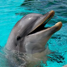 Delfiniti de México