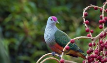 Palmetum