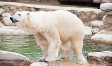 Saint Louis Zoo