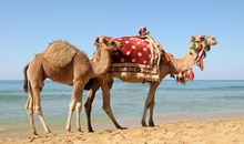 Camel Beach