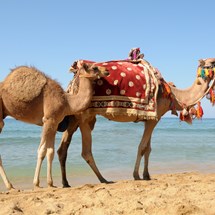 Camel Beach