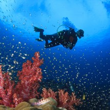 Diving