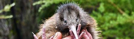 Kiwi Park