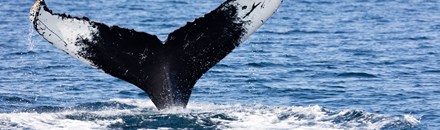 Outer Island Expeditions