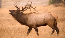 Jackson Hole Elk Refuge