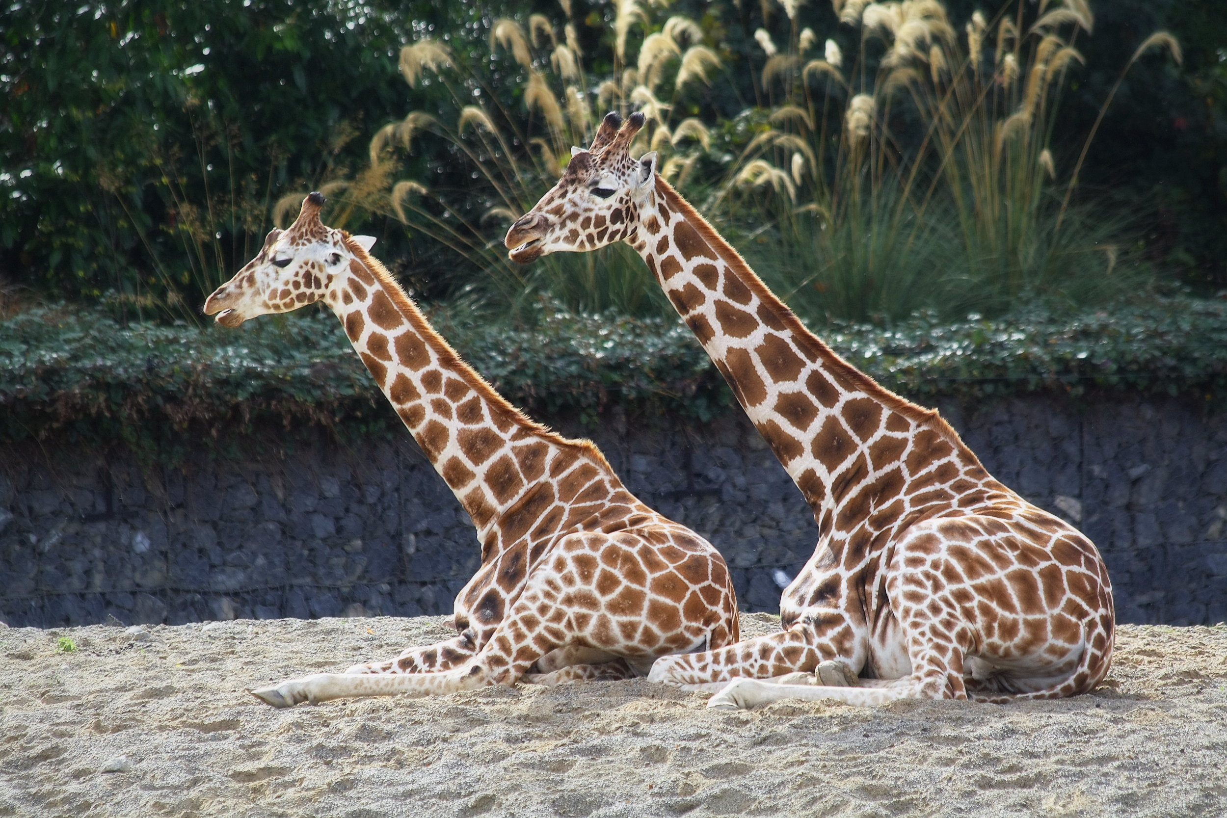 Dublin Zoo