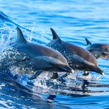 Dolphin and Seal Centre