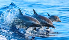 Dolphin Swim & Watch
