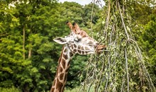 Leipzig Zoo