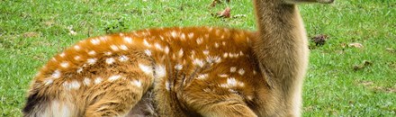 Lagoon Deer Park