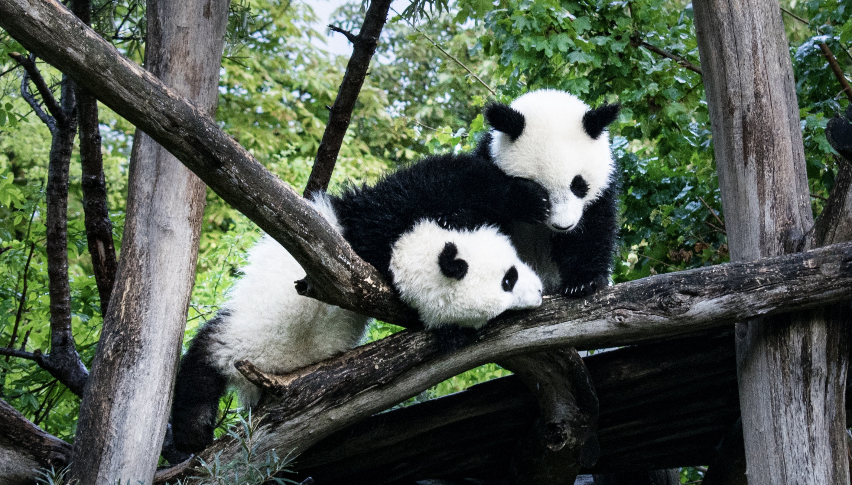 Two Giant pandas playing together in the oldest zoo in the world, the Tiergarten of Vienna
