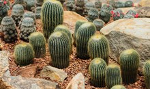 Desert Botanical Garden