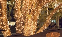 Fairy Light Trees