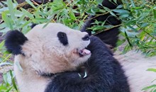 Schönbrunn Zoo