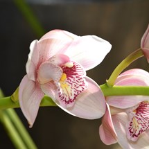 Orchid Display House