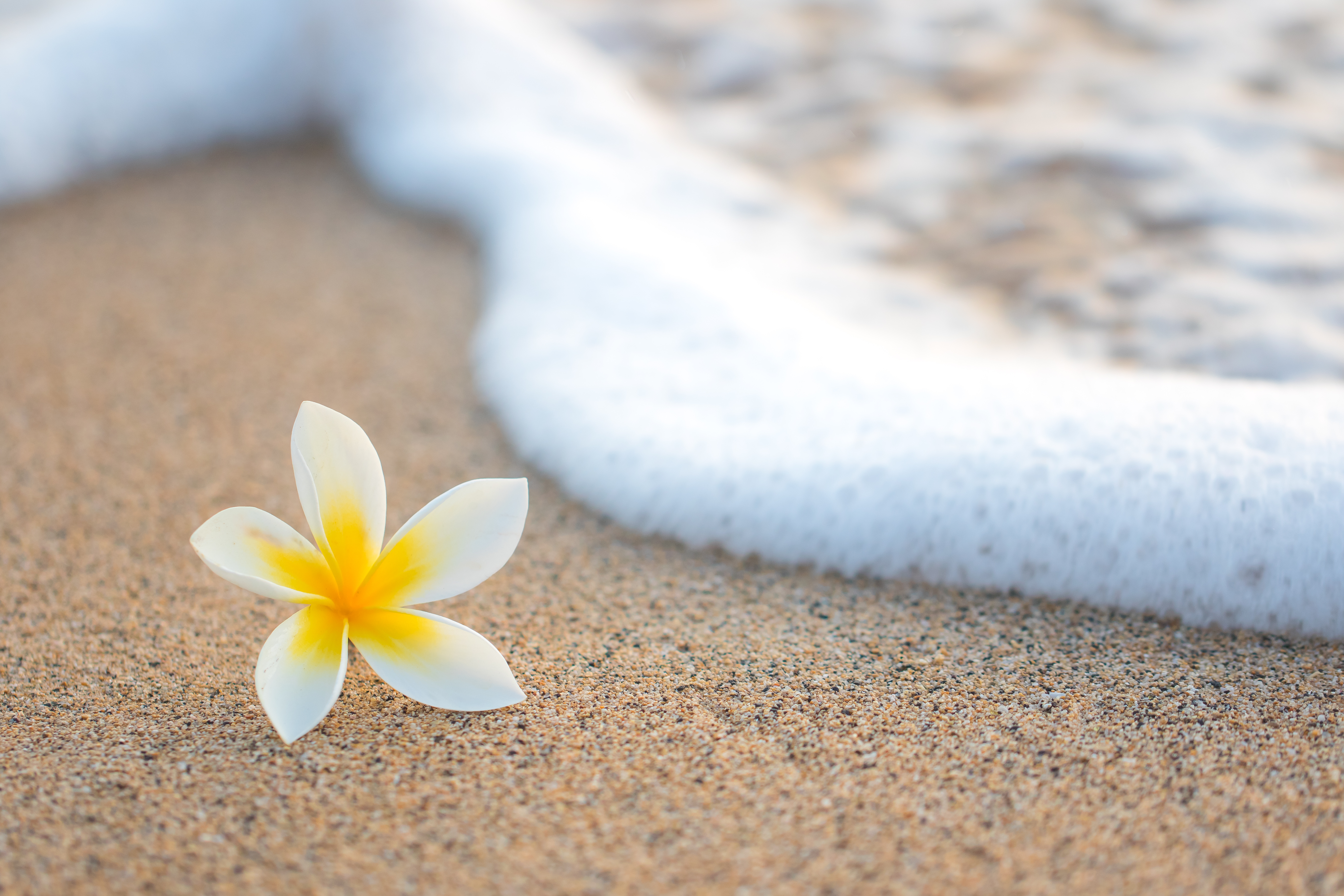 beach hawaii flower