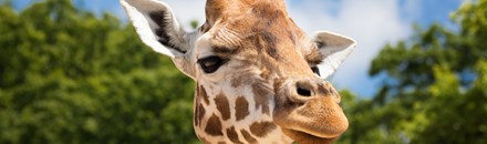 The Living Desert Zoo and Gardens
