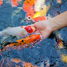 Aquascene