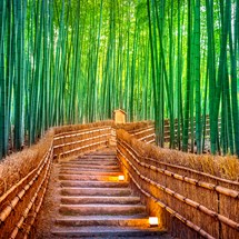 Arashiyama Bamboo Forest